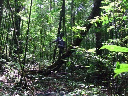 Hmoob Guyane - Page 4 Foret-kaw