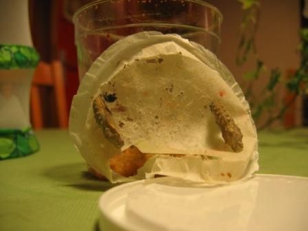 Sil y avoir être des parasites chez le nouveau-né