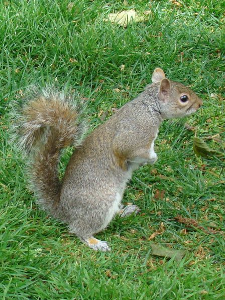 St James Park ecureuil - Londres (4)