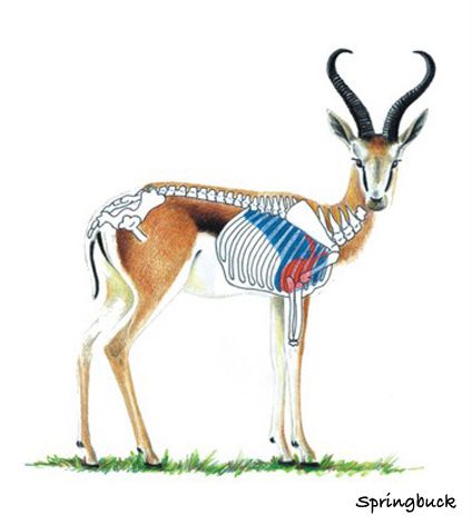 springbok-diagram