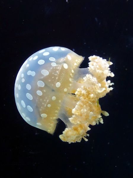Chicago-Shedd-Aquarium-meduses-4.jpg