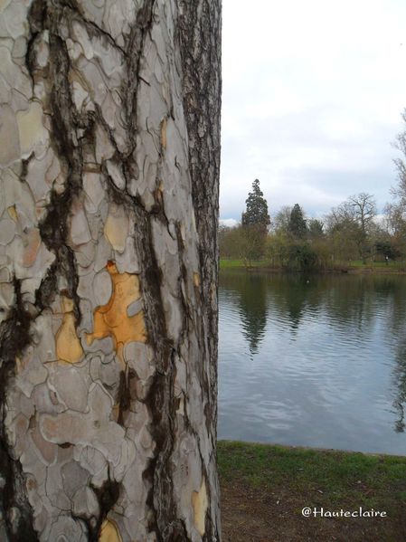 tronc-et-lac.jpg