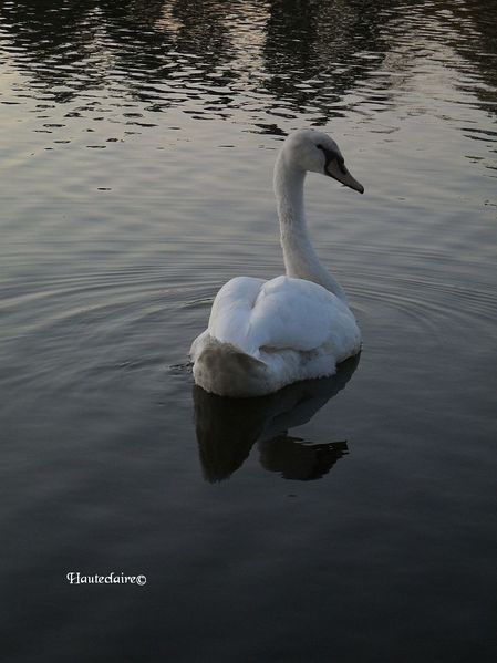 oiseau-2.jpg