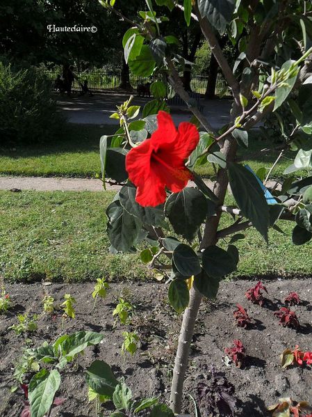 hibiscus-rouge.jpg