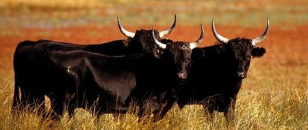 animal taureaux camargais