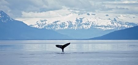 animal baleine r