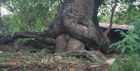 100-Naissance-des-arbres.jpg