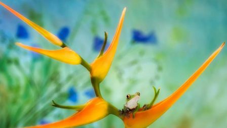 animal-grenouille-fleur.jpg