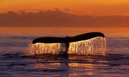 animal baleine-29
