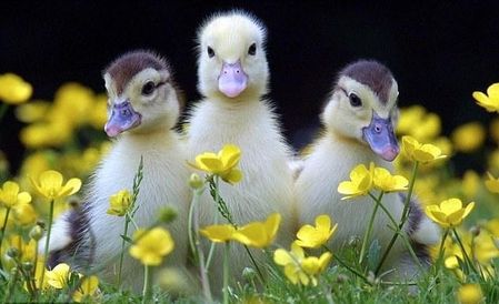 animal canard5