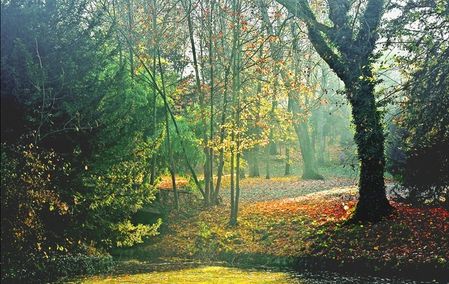 saison automne forêt1