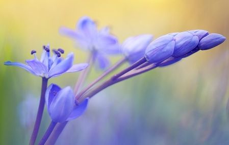 fleur scille deux feuilles scilla bifolia