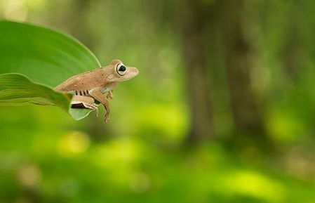 animal-grenouille-vert.jpg