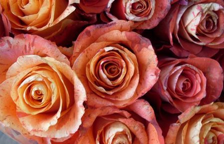 roses 1