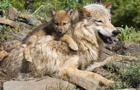 animal louve et son louveteau