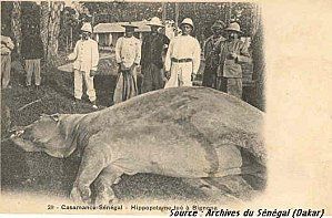 Casamance 4 Hippopotame tué à Bignona