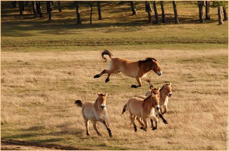 animal-cheval-de-przewalski-56.jpg