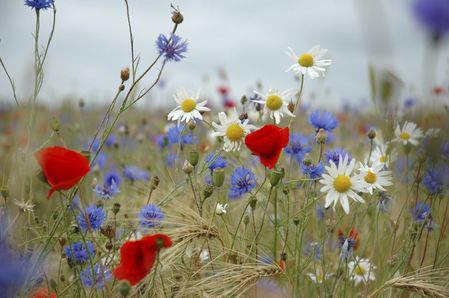 divers ete prairie-fleurie