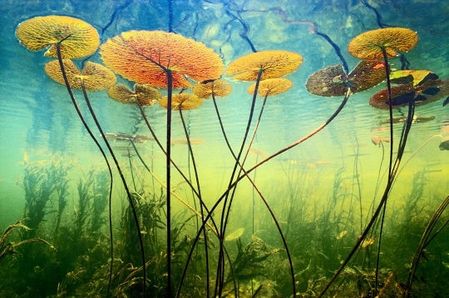 divers nénuphar lumière