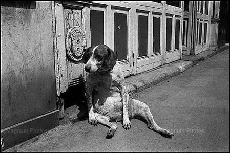 Josef-Koudelka--le-chienf.jpg