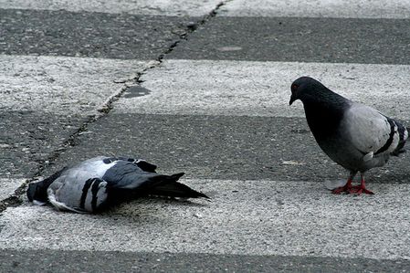 pigeon
