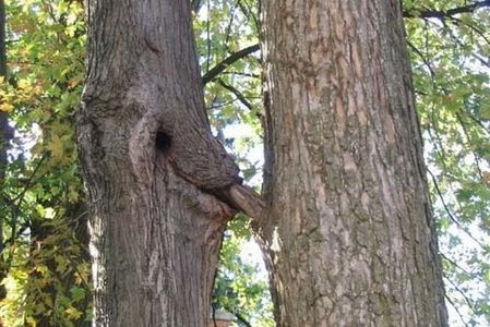 010-Naissance-des-arbres.jpg