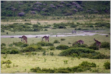 girafes et zebres du parc arusha 1