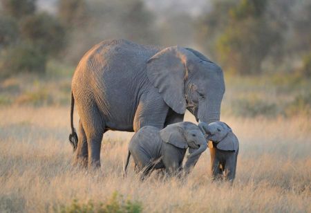 animal-elephant-et-juvenile.jpg