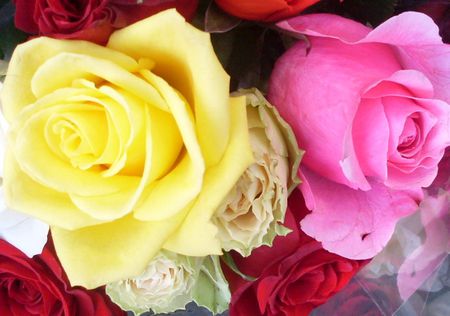 couleur de roses