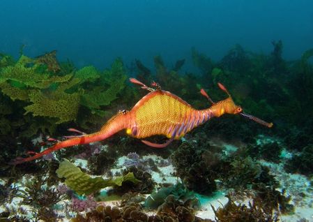 animal poisson dragon-des-mers