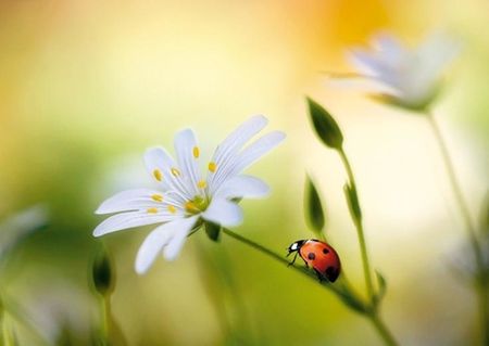 null animal-insecte-coccinelle-fleur.jpg