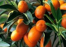 kumquat-copie-1.jpg