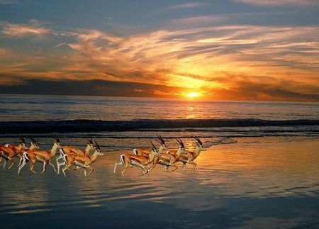 animal gazelle mer soir