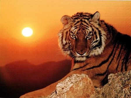 animal-tigre-65.jpg