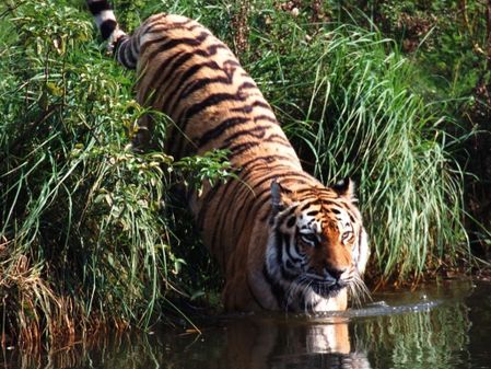 animal tigres-37
