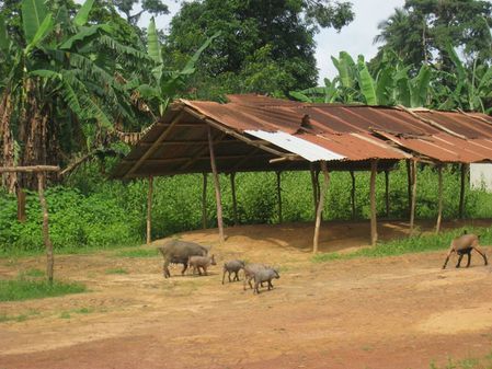 niari-louvakou-village-cochons