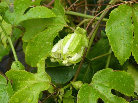 passiflore-fermée-gabon-2013