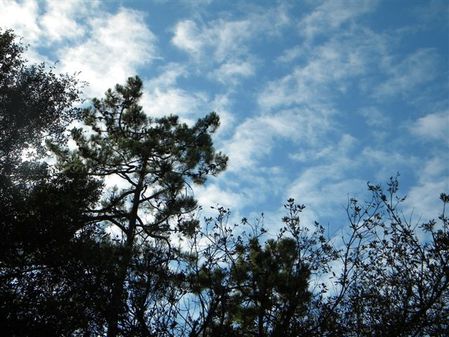les pins dans le ciel photo cvbp
