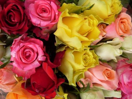 roses 3
