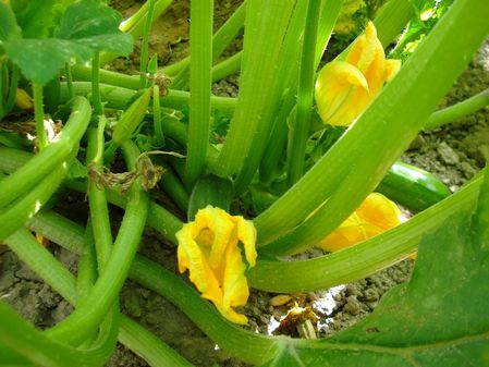 Courgettes DSC09833