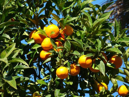 Oranger à Bormes