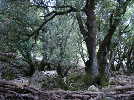 Forêt de chênes verts pluricentenaires 6