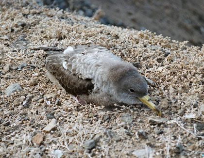 pellagofio.com-pardela-au-sol.jpg