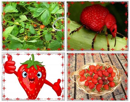 fraises 1