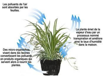 Explication utilité d' une plante photo