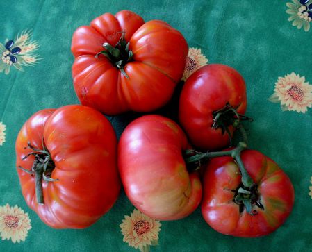 Tomates DSC00072