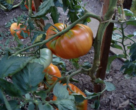 Tomates DSC09818 (2)