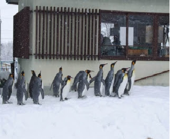 Pingouin bis
