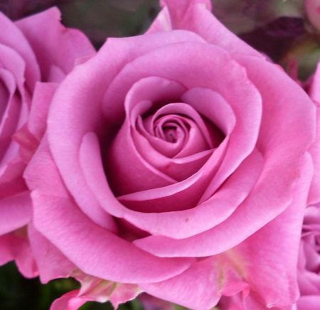 rose 2