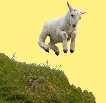animal mouton 00 art 1
